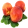 Nectarine (fresh fruit)