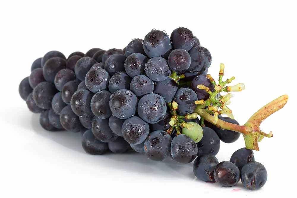 Black Grapes