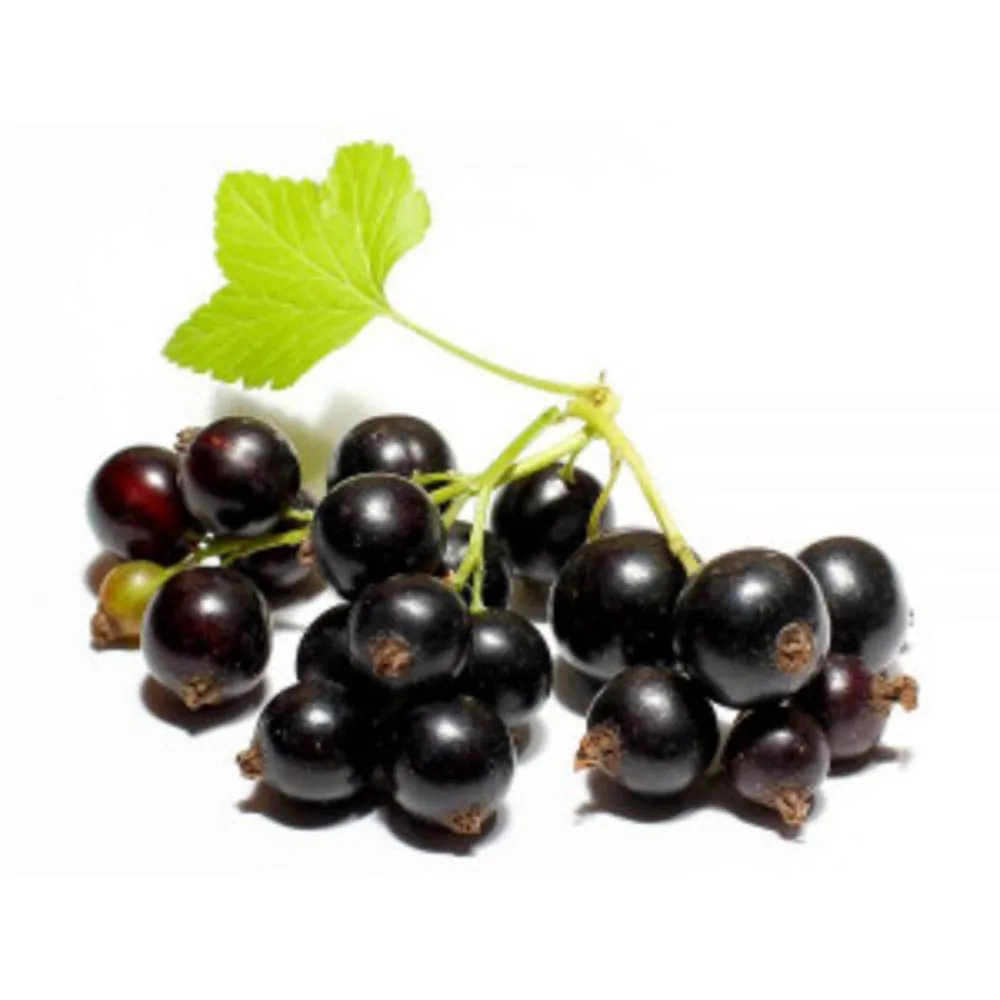 Black currant (fresh berry)