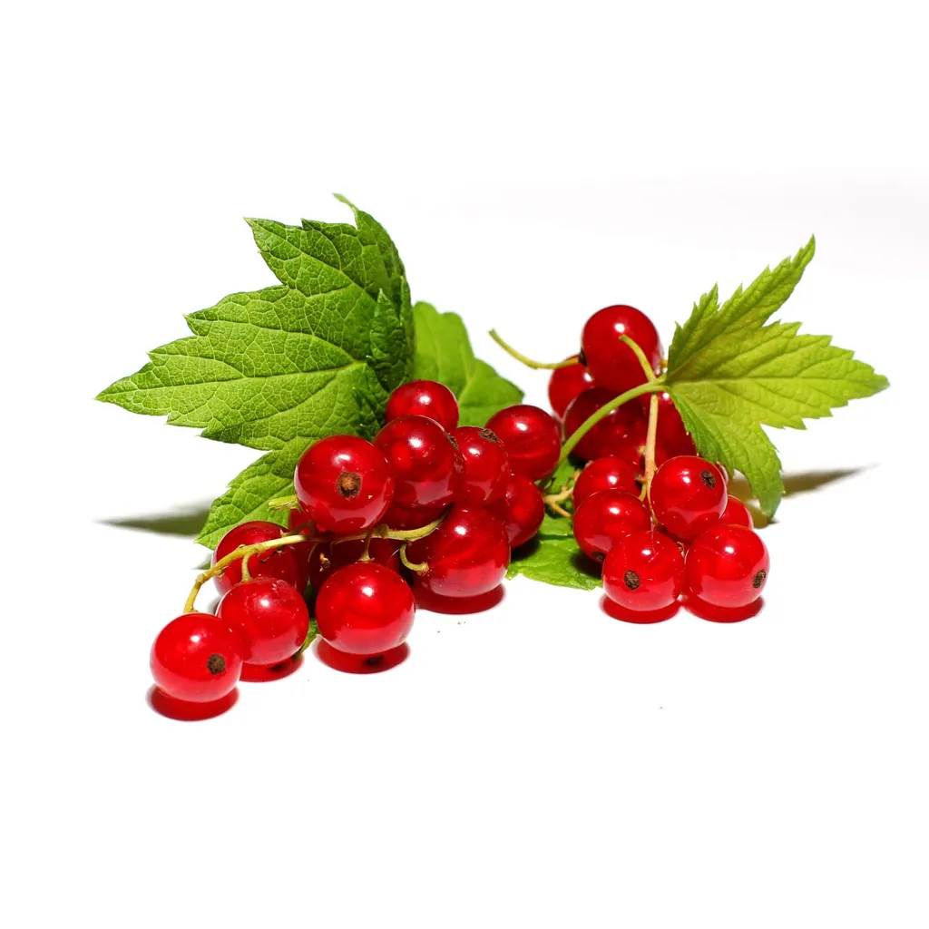 Red currant (fresh berry)