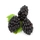 Blackberry (fresh berry)